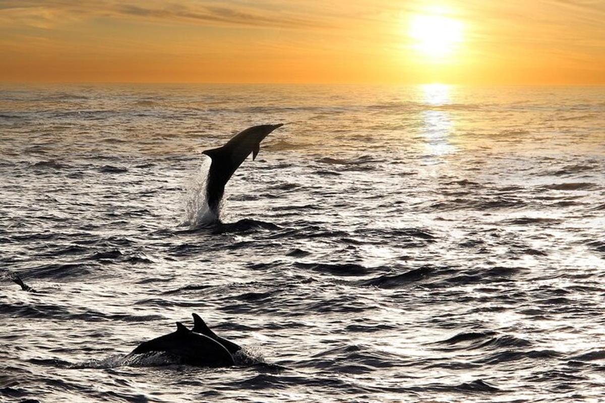 Un delfín saltando fuera del agua en el océano.