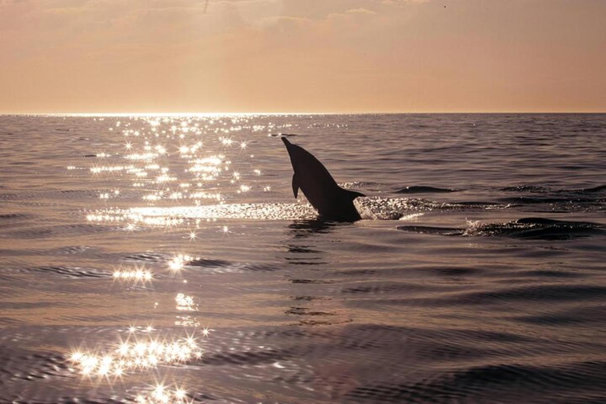 Un delfín nadando en el agua al atardecer