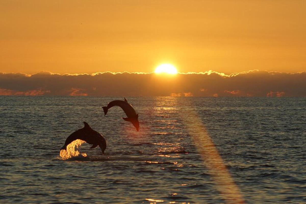 dos pájaros volando sobre el agua al atardecer