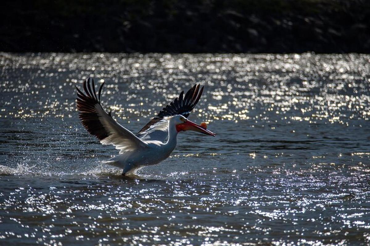 a bird with its wings out in the water