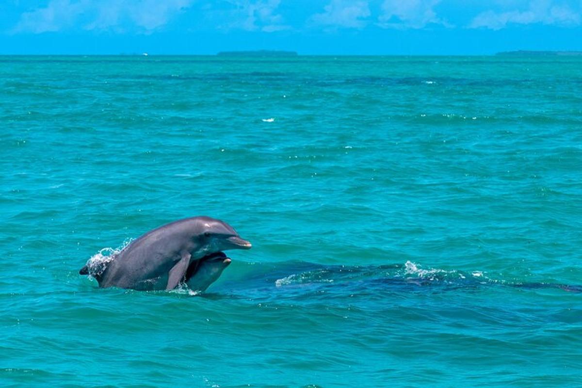 un delfino nell'acqua dell'oceano