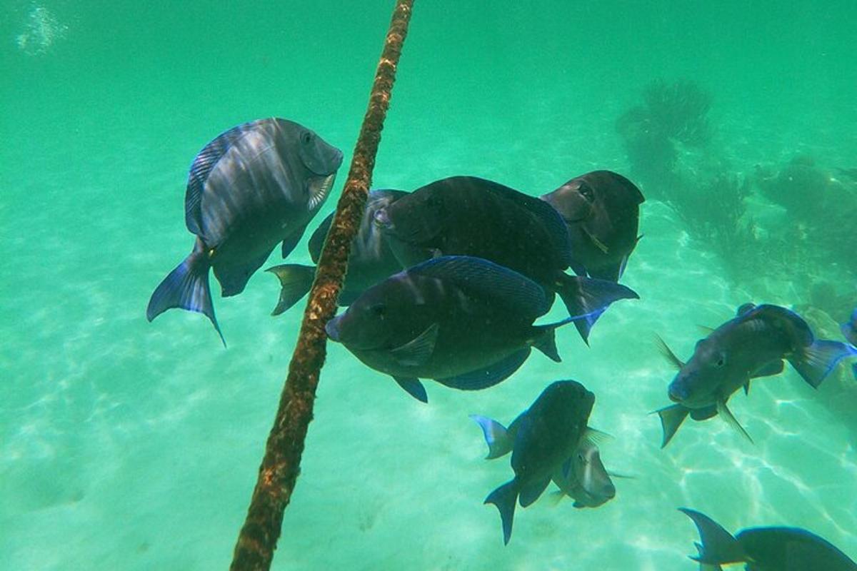 a man in the water with a group of fish