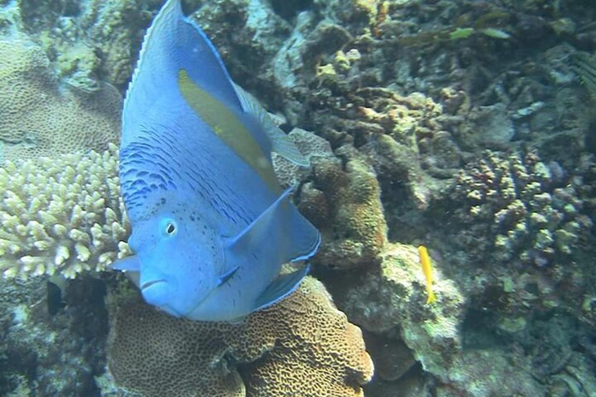 um peixe azul está nadando no oceano