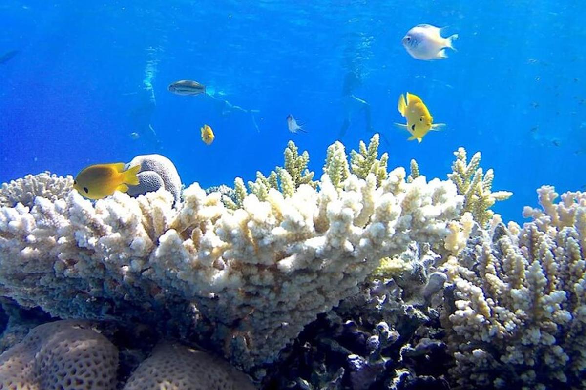 um recife de coral com peixes no oceano