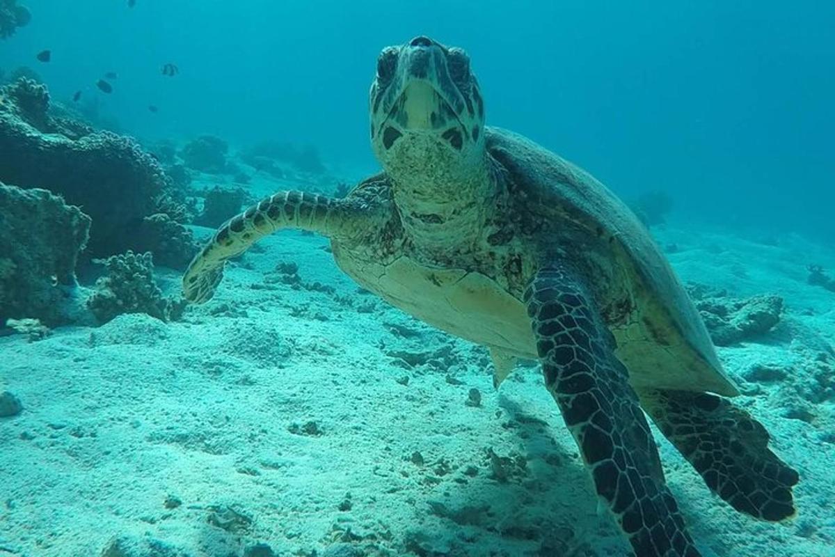 uma tartaruga marinha verde nadando no oceano