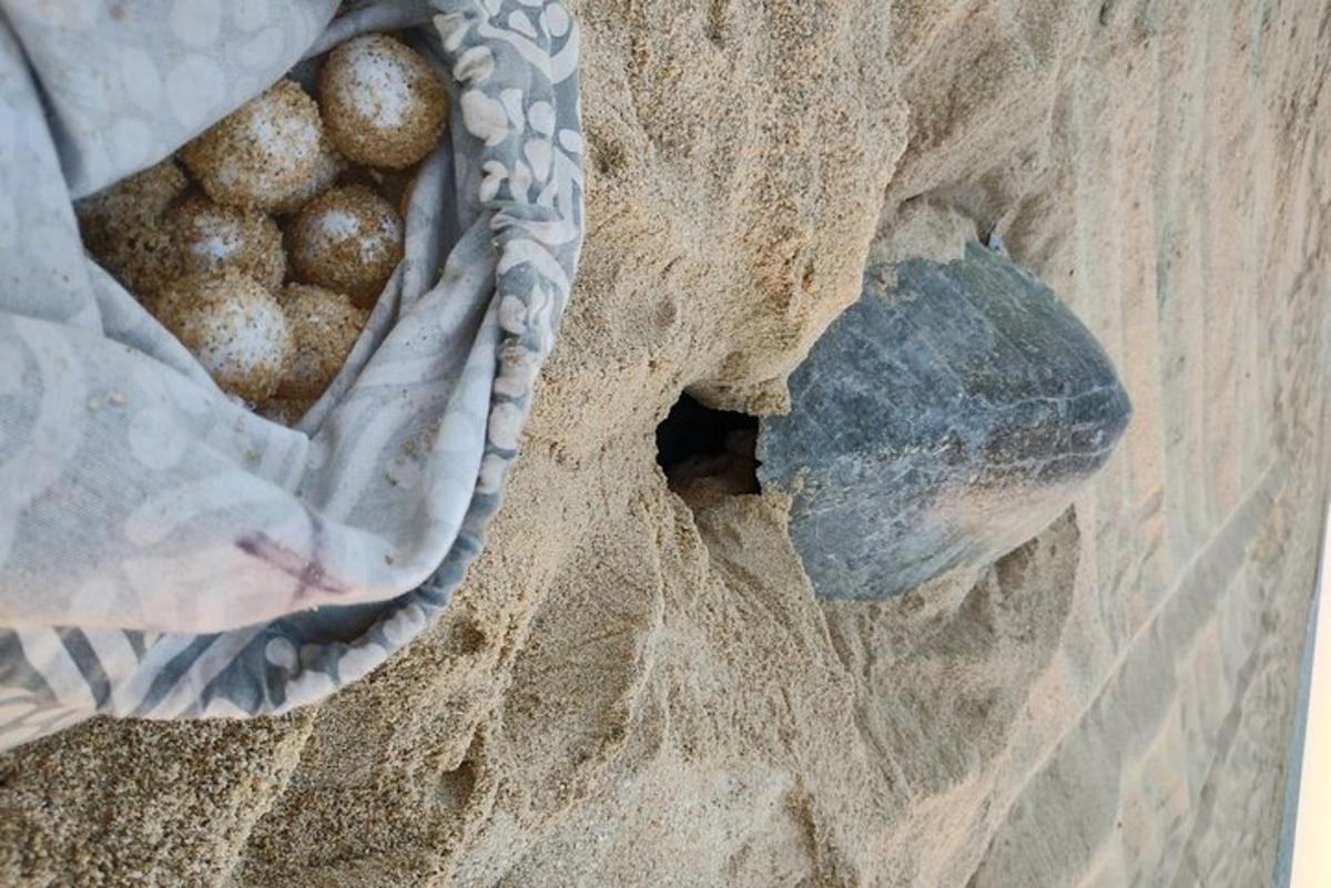a bag of eggs in a hole in the sand