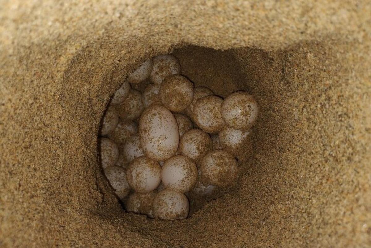 a group of baby birds in the sand