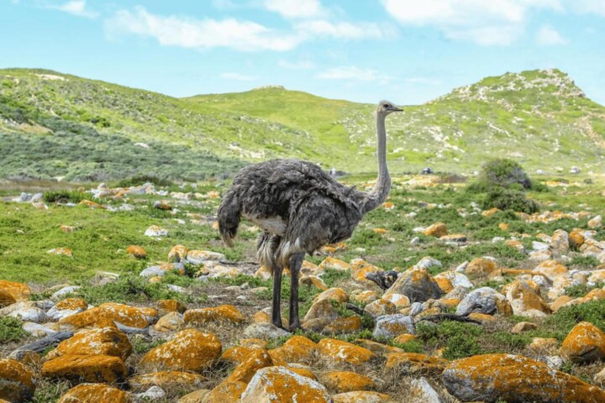 μια στρουθοκάμηλος που στέκεται πάνω σε βράχους σε ένα χωράφι