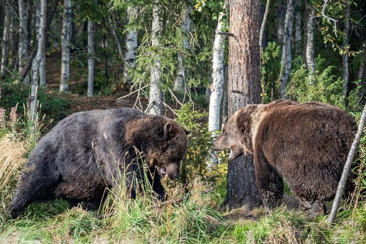 two brown bears walking in the grass near trees