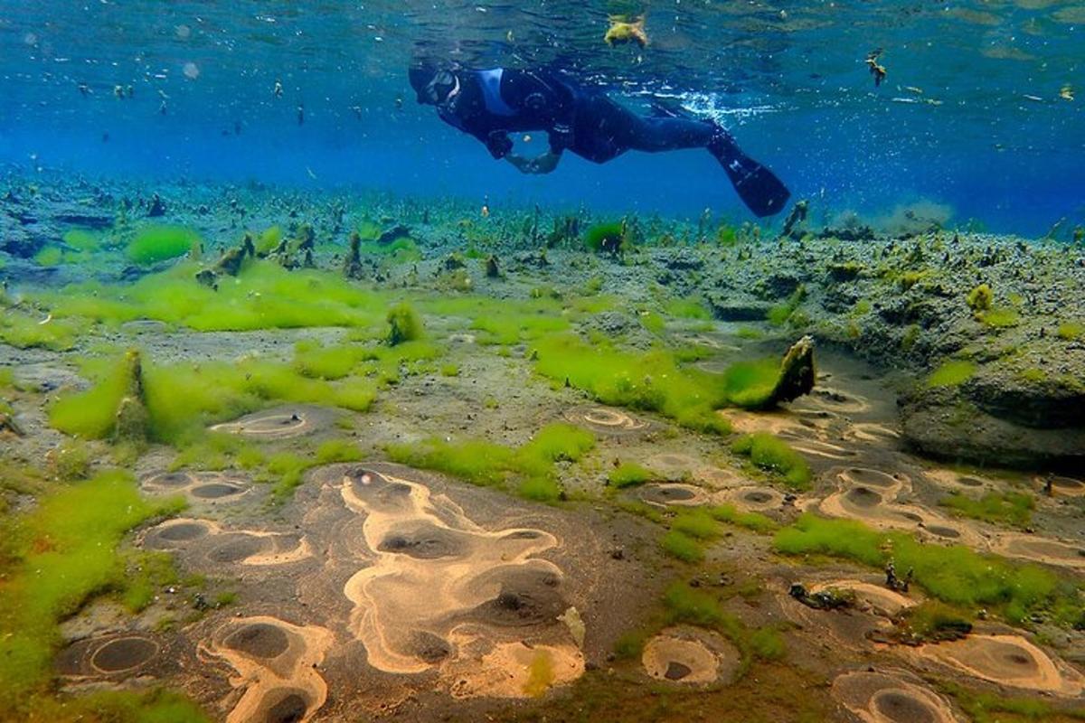 seseorang yang berenang di lautan dengan alga di atas tanah