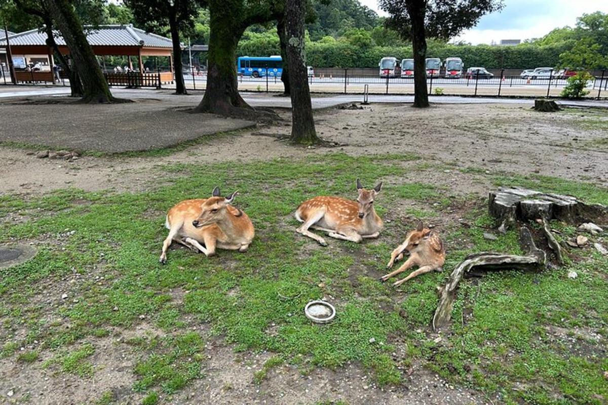 tre cervi sdraiati sull'erba in un parco