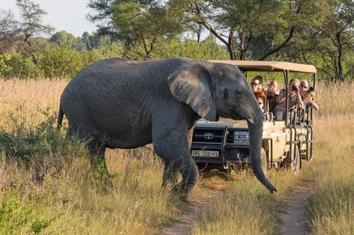 Skupina lidí v safari vozidle pozorující slona
