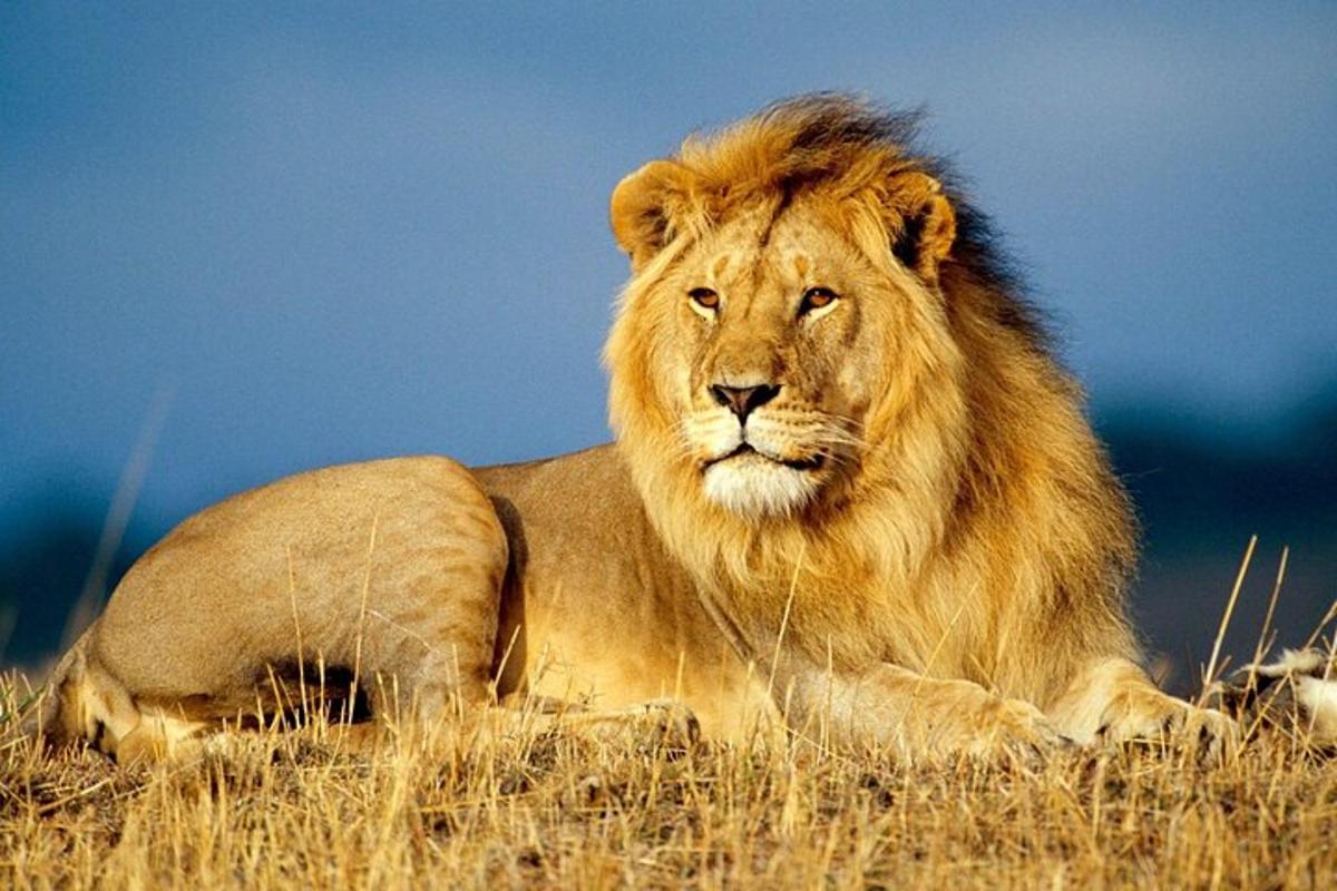 Un león tendido en la hierba de un campo