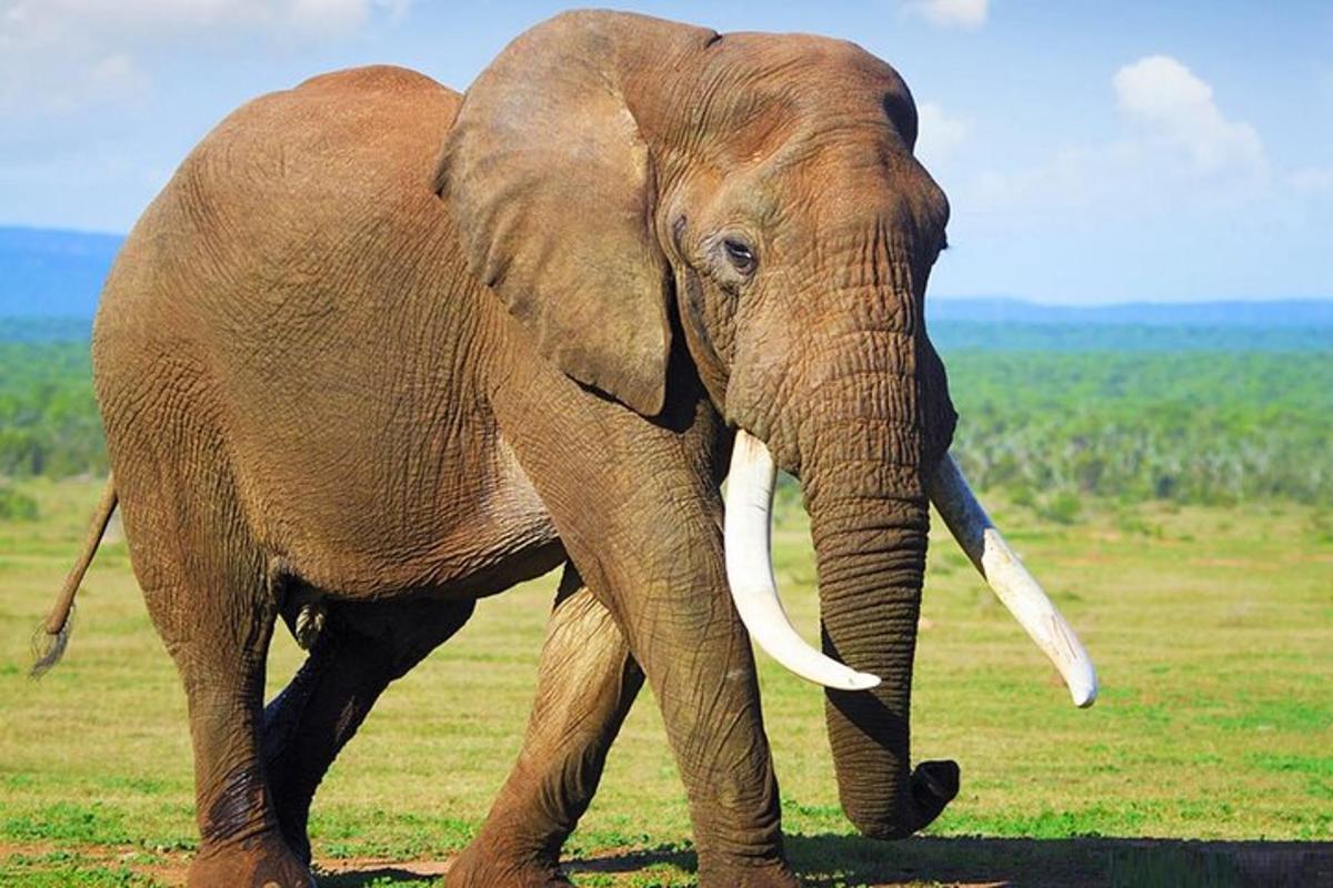 Un elefante con colmillos caminando en un campo