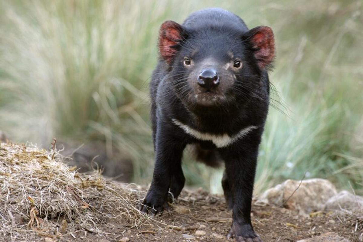 a black bear cub walking on the ground
