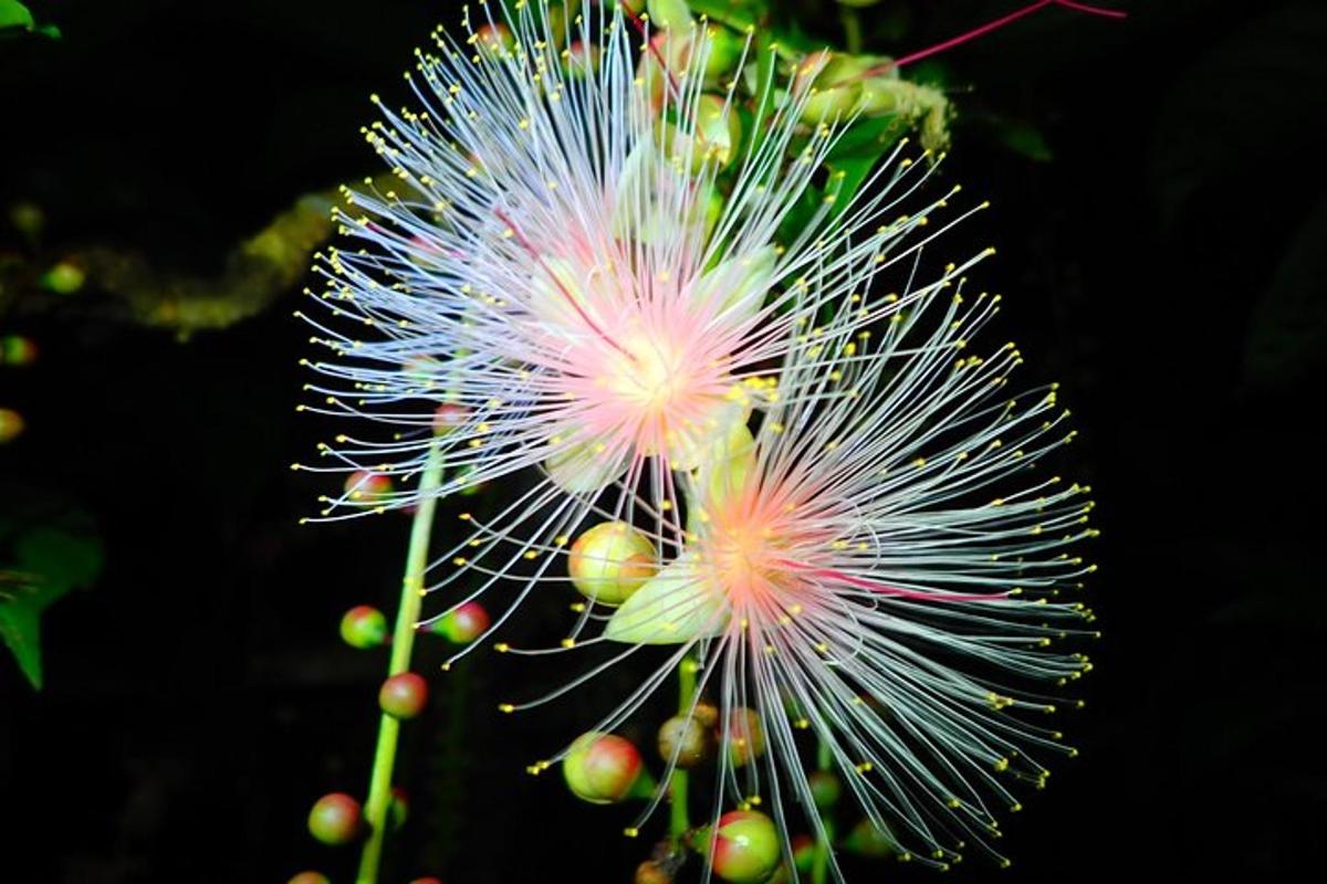 a close up of a flower on a plant