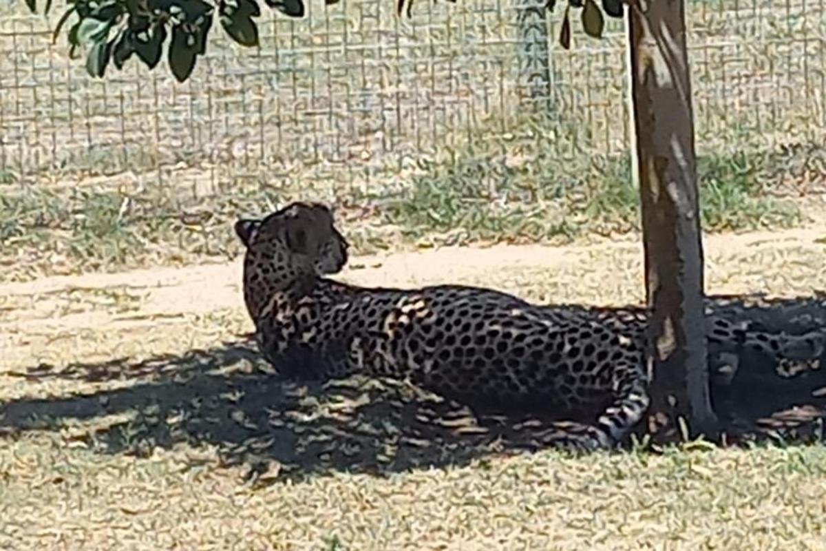 a dog laying next to a tree in the shade