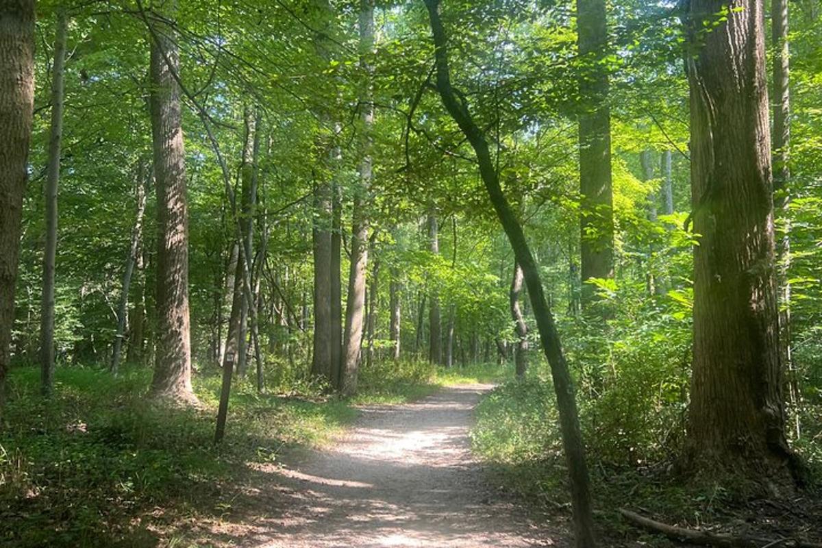 un camí de terra a través d'un bosc amb arbres