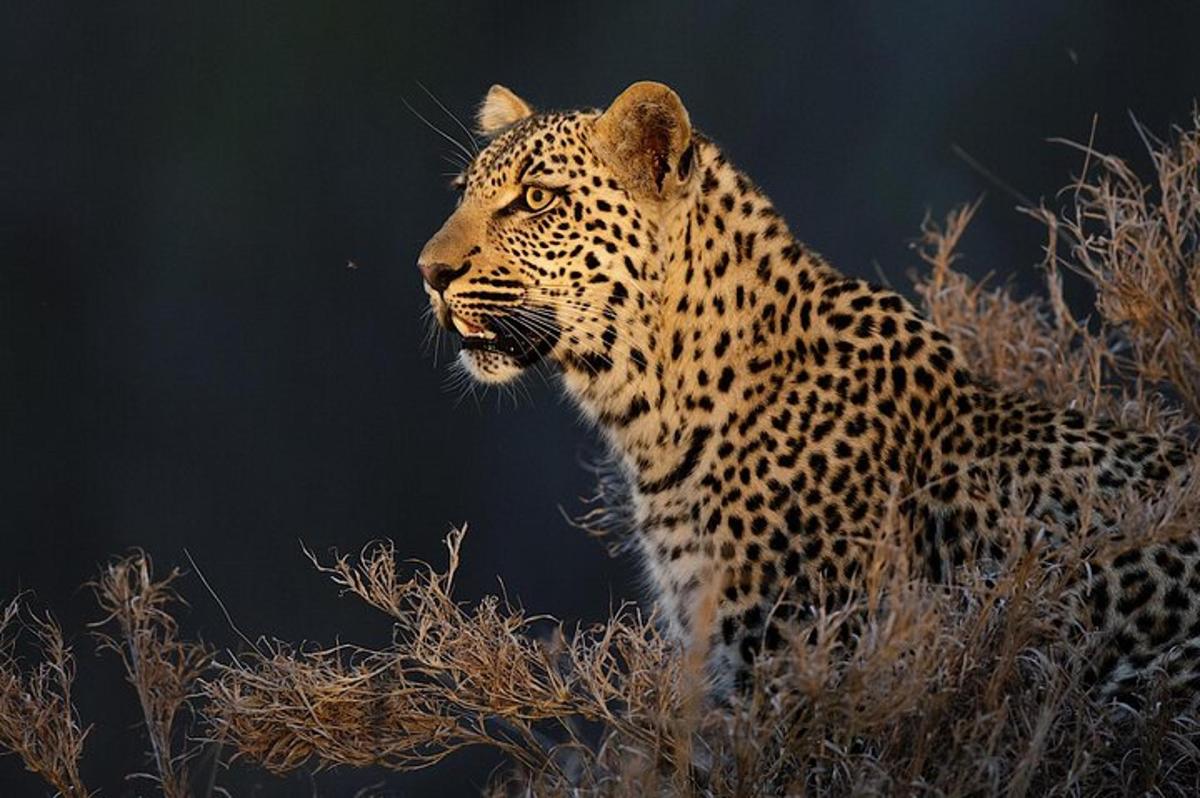 un leopardo è in piedi nell'erba alta
