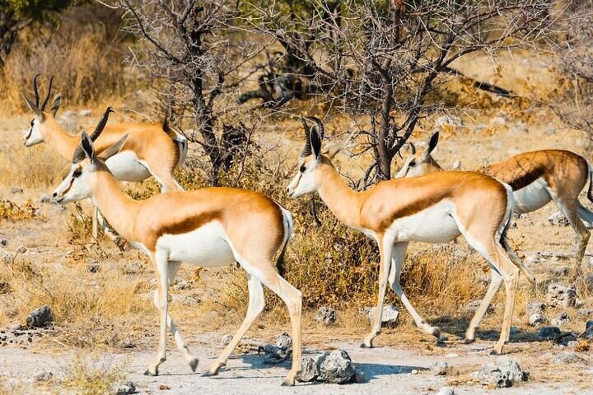 un gruppo di gazzelle in piedi in un campo