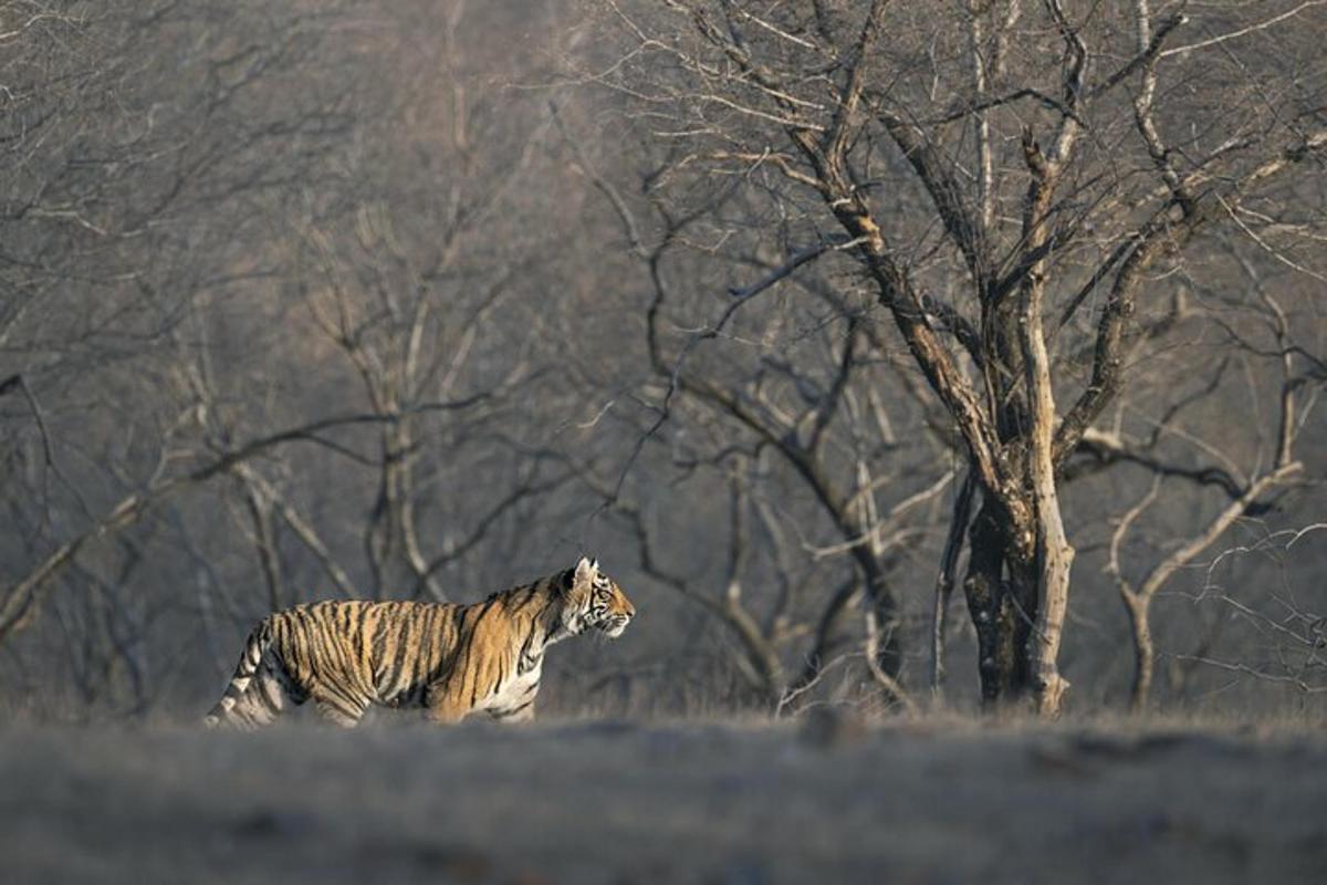 una tigre che cammina in un campo con alberi sullo sfondo