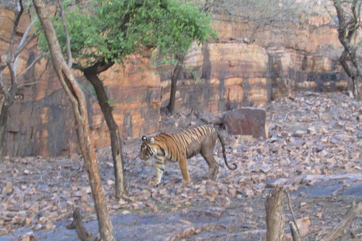 una tigre che cammina in una zona rocciosa con un albero