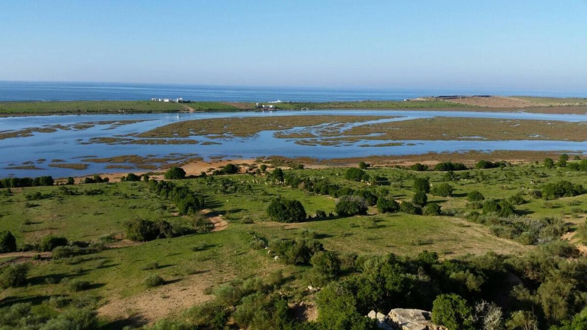an aerial view of a river with grass and trees