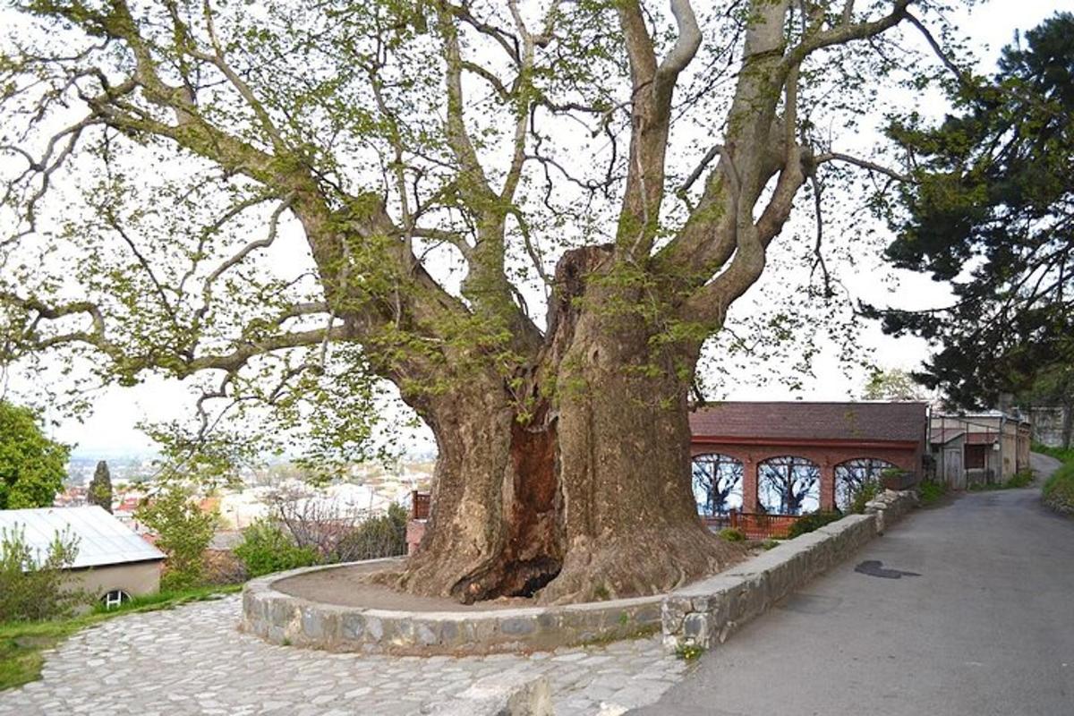 velký strom stojící na chodníku vedle ulice
