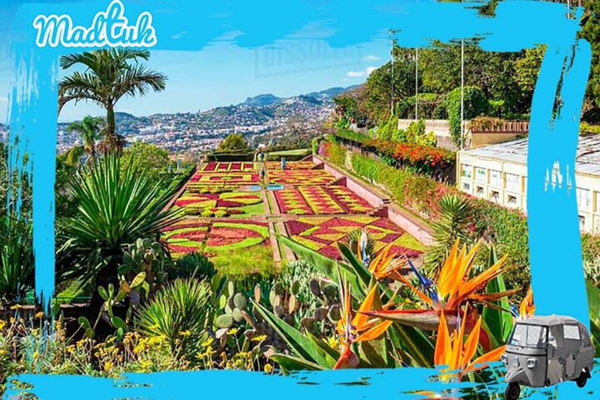 uma vista de um jardim com plantas e árvores