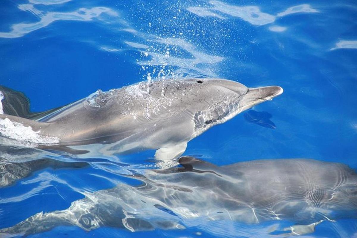 due delfini che nuotano nell'acqua blu