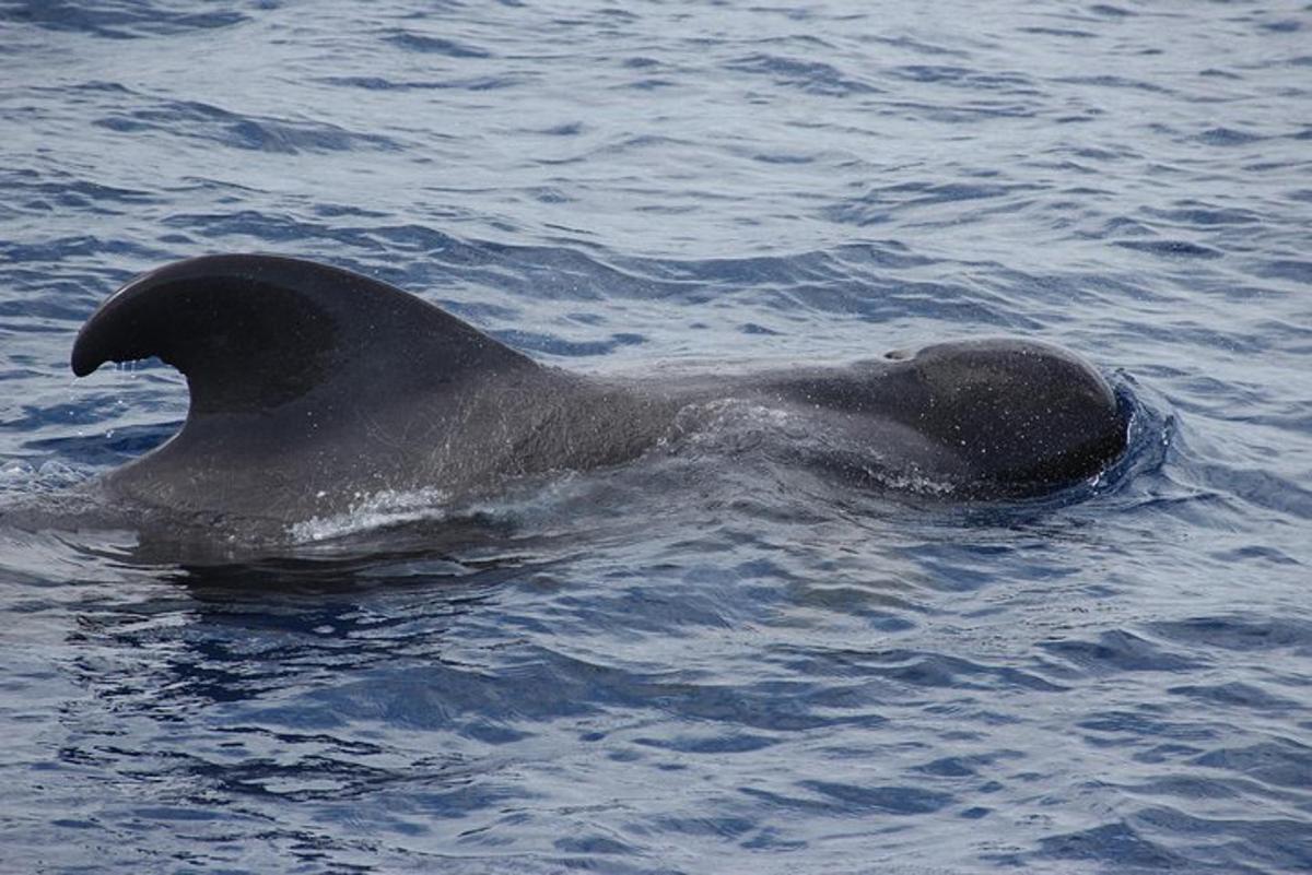 un delfino grigio che nuota nell'acqua