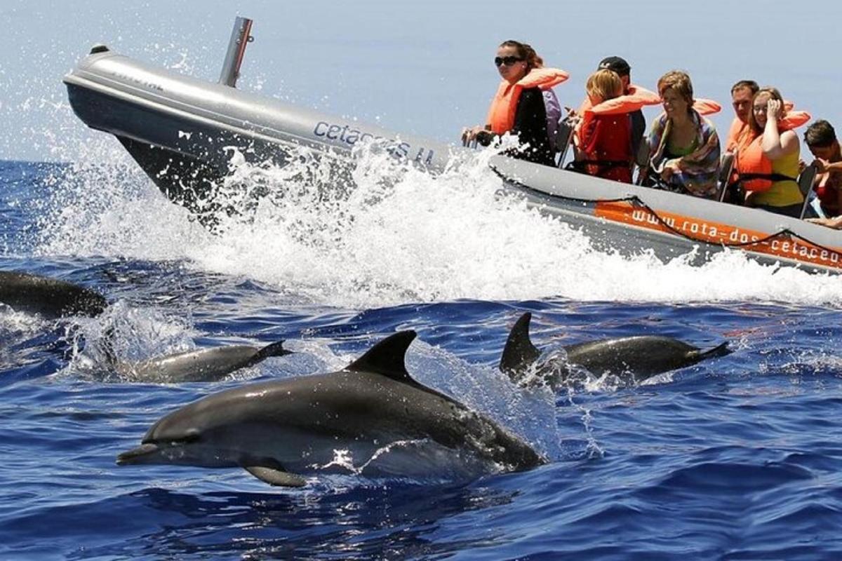 um grupo de golfinhos na água ao lado de um barco