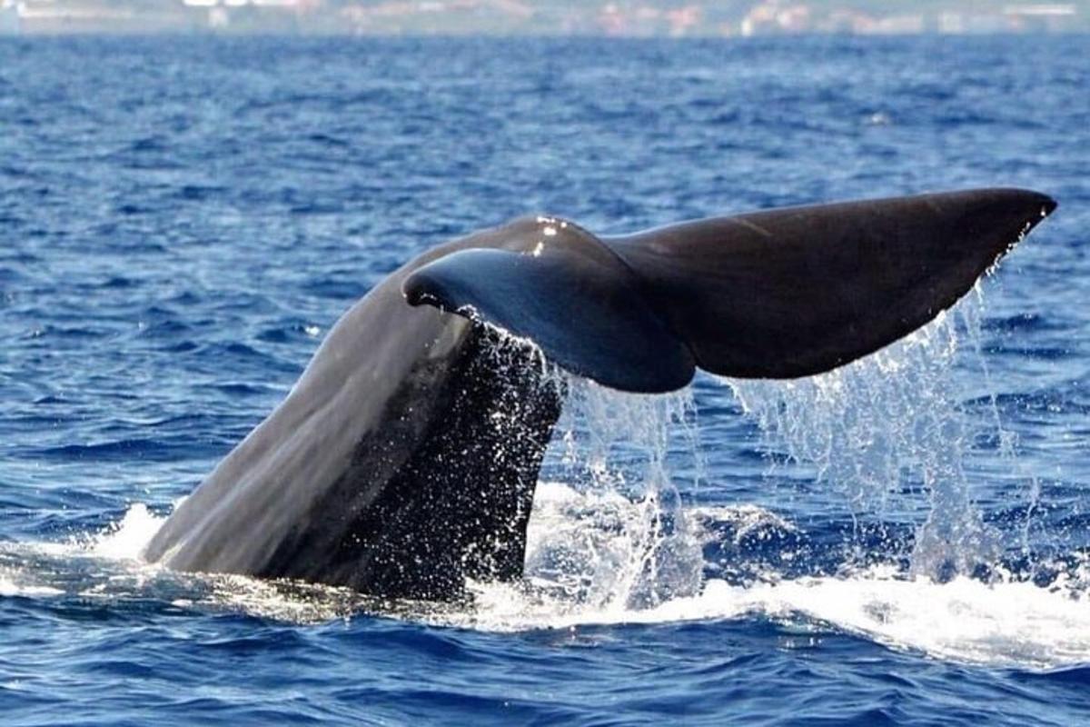 a dolphin jumping out of the water