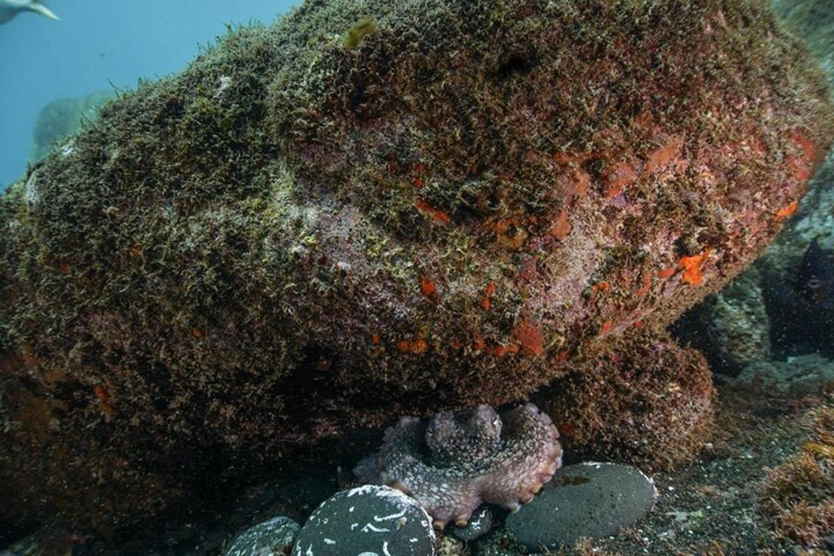 duża skała pokryta glonami na dnie oceanu