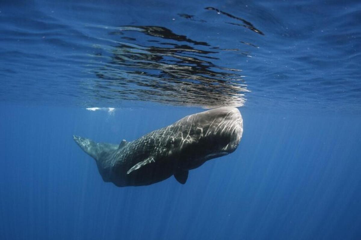 a whale swimming in the water in the ocean