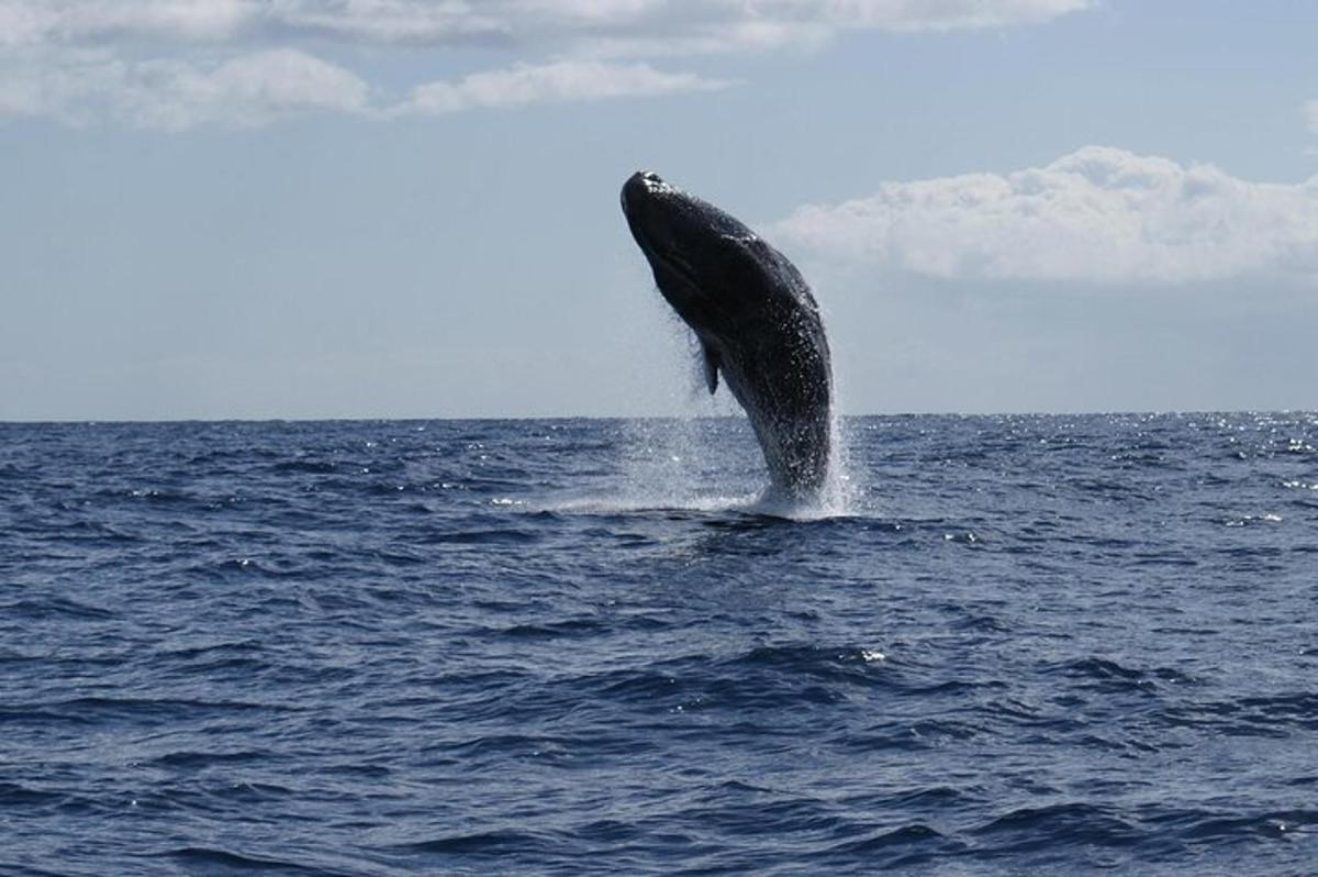 a humpback whale jumping out of the water