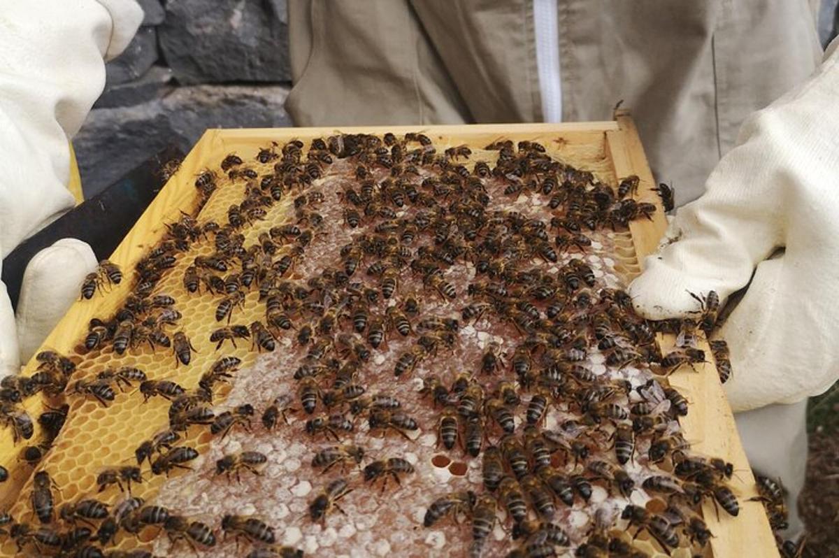 a swarm of bees in a wooden beehive