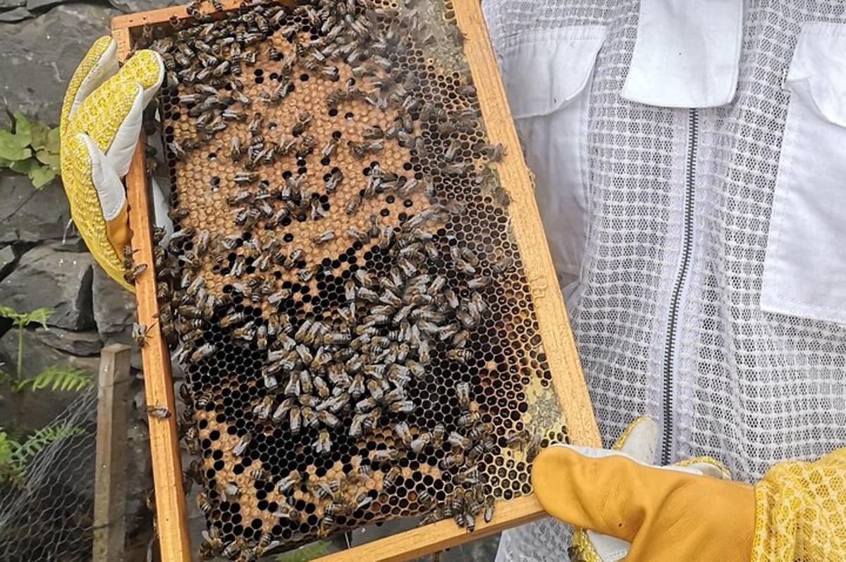 a beekeeper is holding a frame full of bees