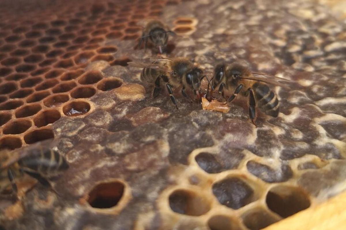 a group of bees on top of a honeycomb