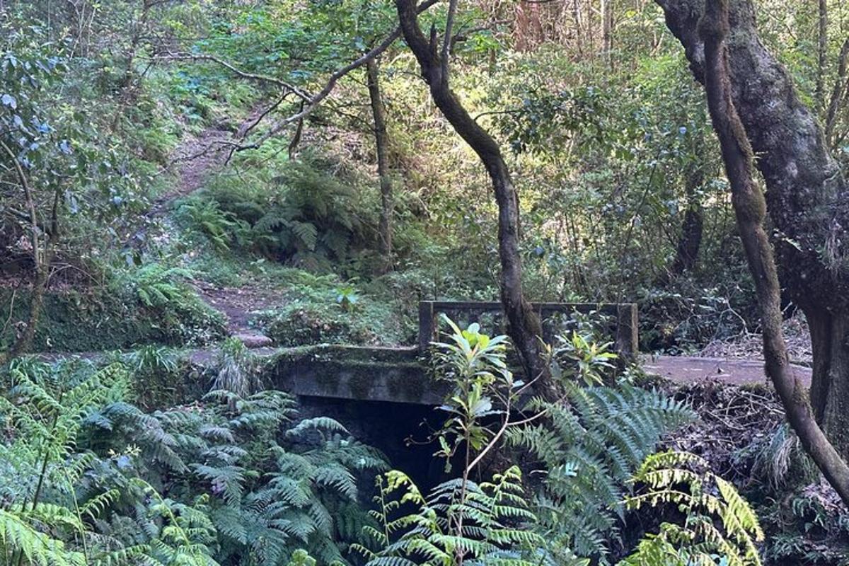 un puente en medio de un bosque con plantas