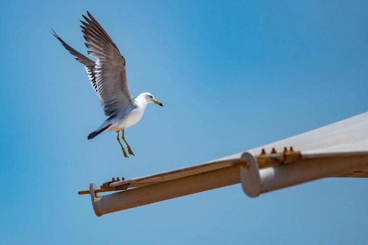 a bird flying on top of a roof