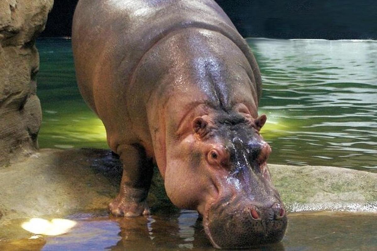 a large hippopotamus standing in the water