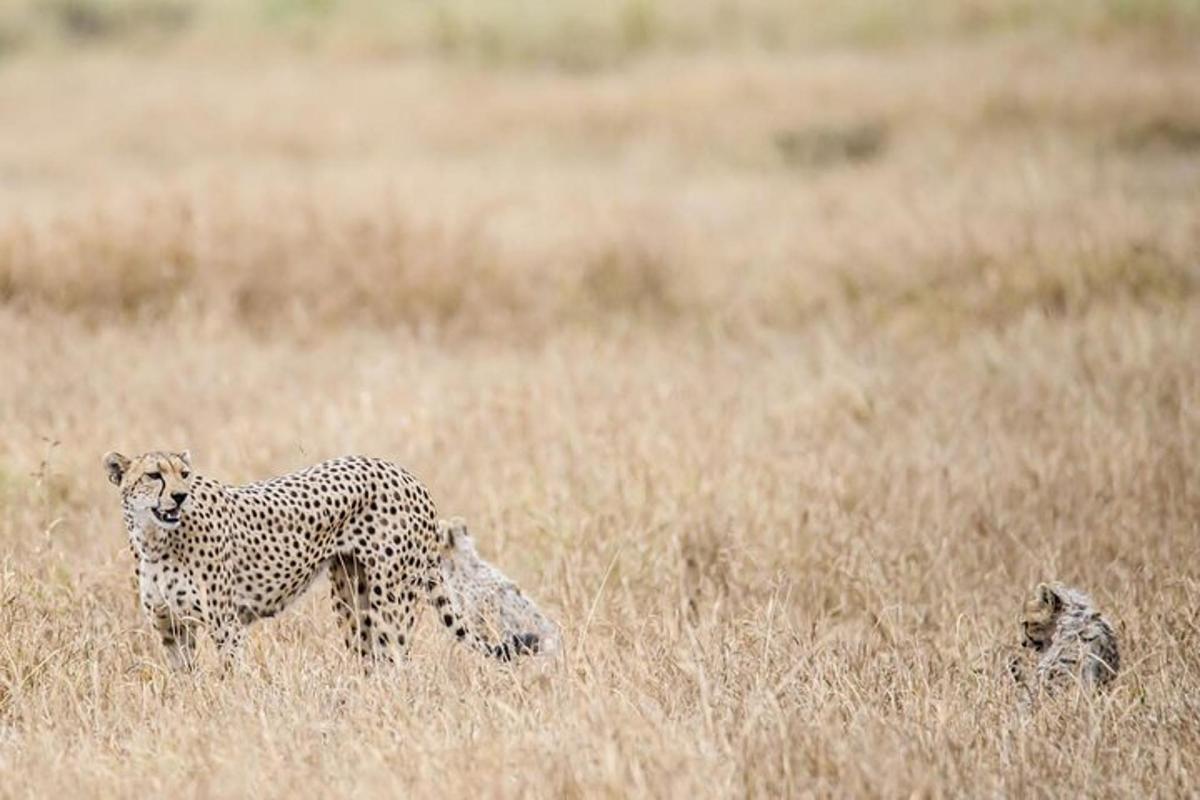seekor cheetah berdiri di padang rumput tinggi
