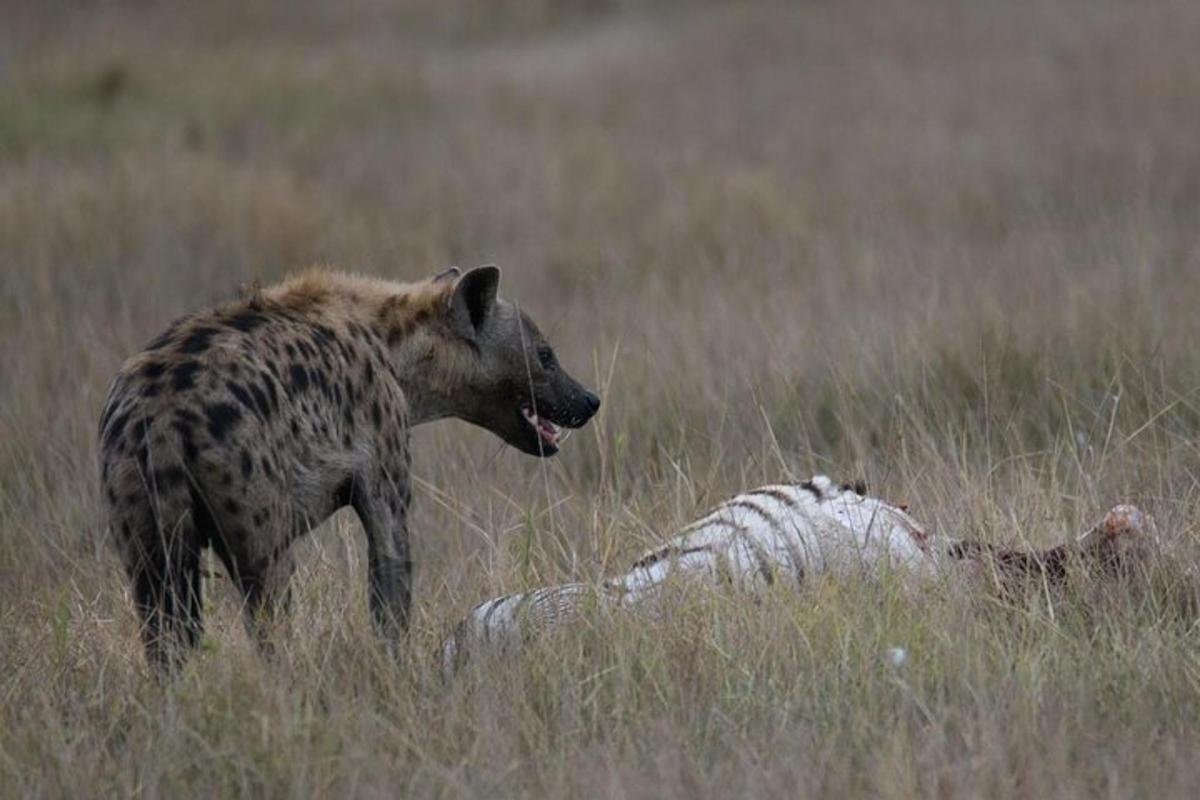 seekor hyena berdiri di lapangan di samping harimau yang mati