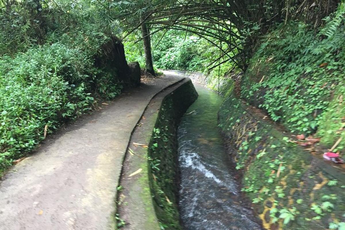 una strada sterrata accanto a un fiume con alberi