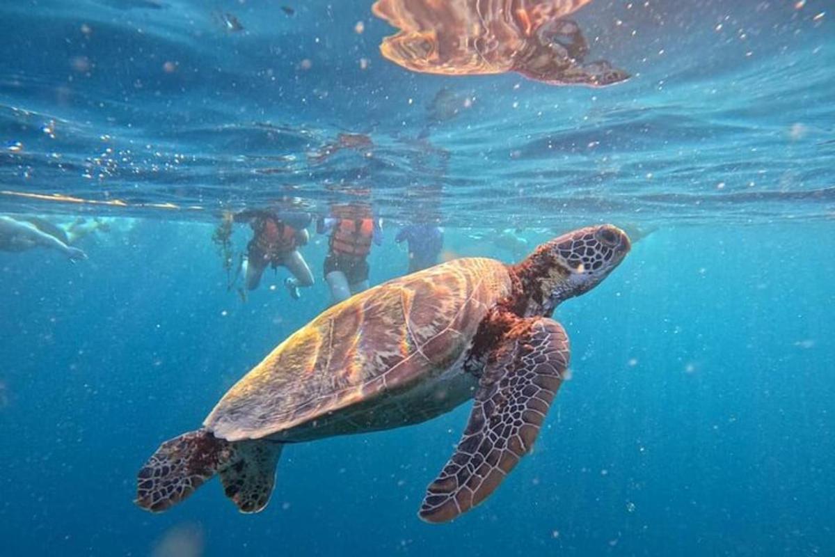 Δύο χελώνες κολυμπούν στο νερό με ανθρώπους στο βάθος