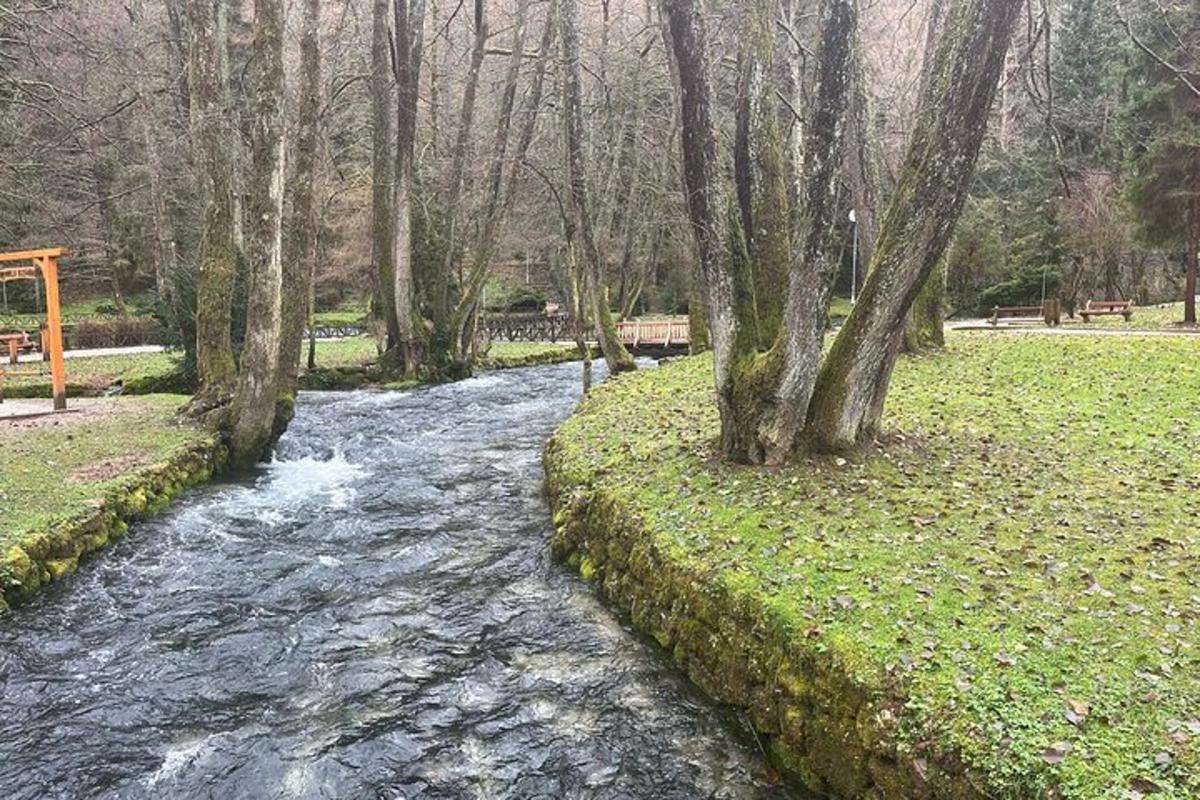 струмок води з деревами в парку