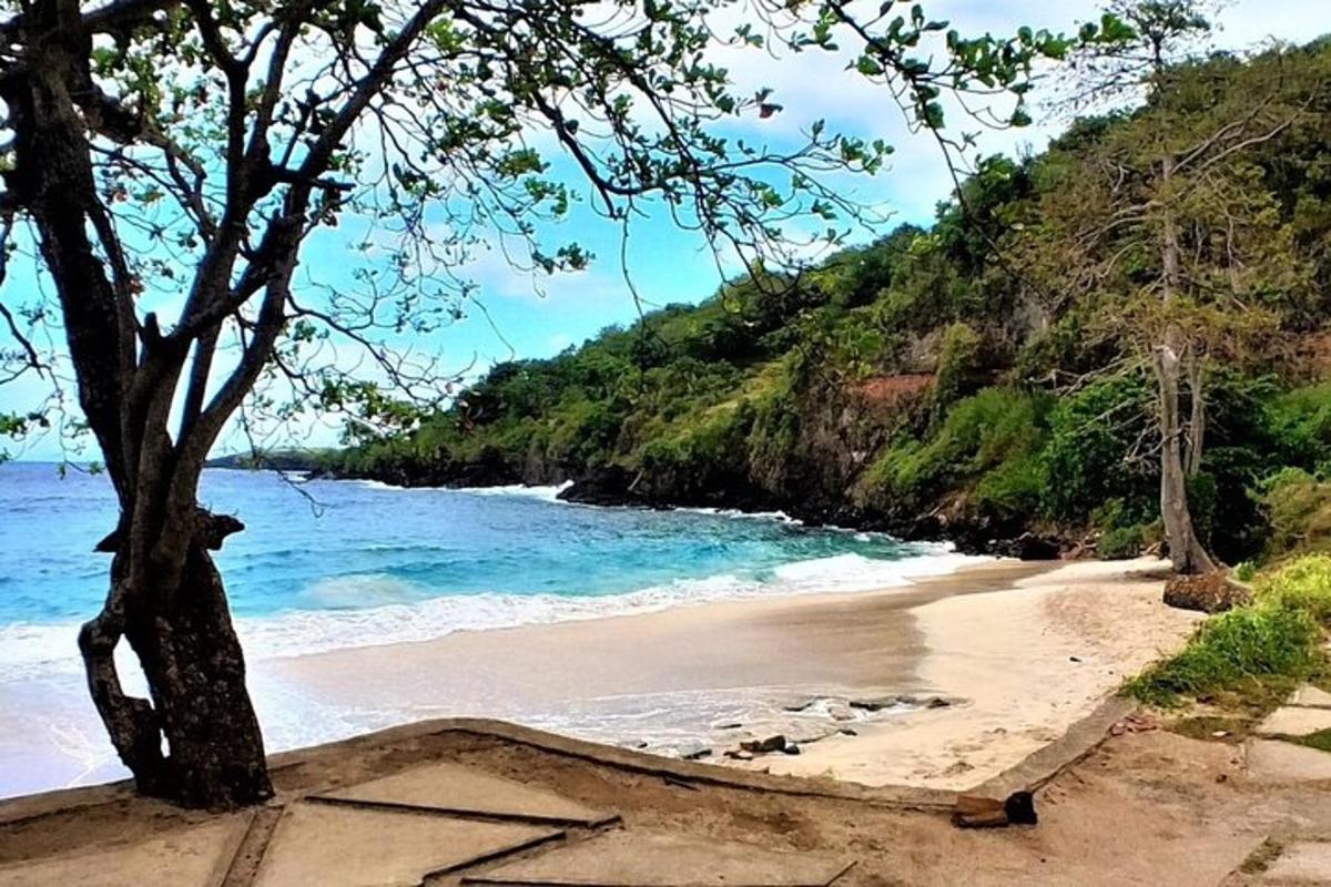 một bãi biển đầy cát với một cái cây và đại dương
