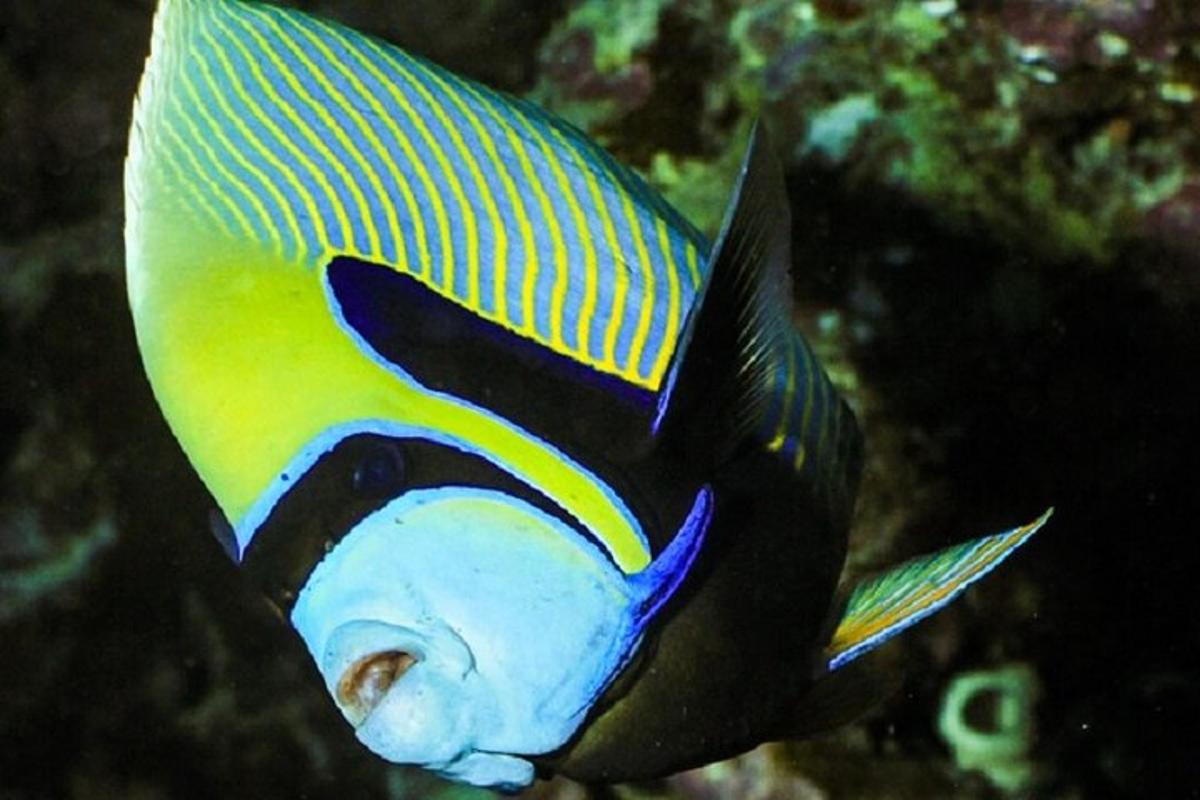 un pește colorat înoată în ocean