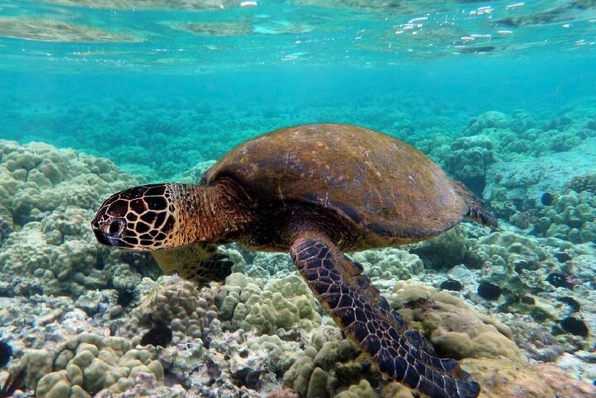 o broască țestoasă marină înotând peste un recif de corali